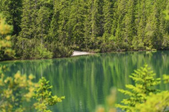 Green forest with a lake, reflection of the trees in the calm water, Pragser Wildsee, South Tyrol,