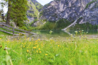 Flower meadow in the foreground with a lake and mountains in the background, Pragser Wildsee, South