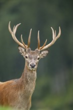 Red deer (Cervus elaphus) stag, portrait, tirol, Kitzbühel, Wildpark Aurach, Austria