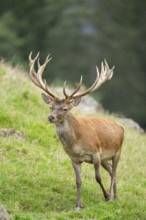 Red deer (Cervus elaphus) stag on a meadow in tirol, Kitzbühel, Wildpark Aurach, Austria