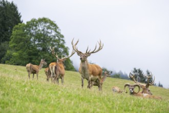 Red deer (Cervus elaphus) stag on a meadow in tirol, Kitzbühel, Wildpark Aurach, Austria