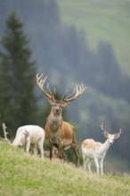 Red deer (Cervus elaphus) stag an d european fallow deer (Dama dama) stags, portrait, tirol,