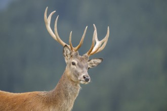 Red deer (Cervus elaphus) stag, portrait, tirol, Kitzbühel, Wildpark Aurach, Austria