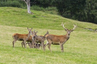 Red deer (Cervus elaphus) stag and hinds on a meadow in tirol, Kitzbühel, Wildpark Aurach, Austria