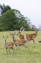 Red deer (Cervus elaphus) stag and hinds on a meadow in tirol, Kitzbühel, Wildpark Aurach, Austria