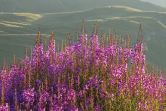 Fireweed (Chamaenerion angustifolium) blooming at sunrise in the Mountains at Hochalpenstraße, view