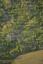 Close-up of trees growing next to Pasterze Hochalpengletscher, Hochalpenstraße, Pinzgau, Salzburg,