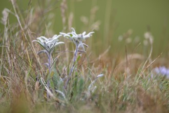 Edelweiss (Leontopodium nivale) growing in the mountains at Hochalpenstraße, Pinzgau, Salzburg,