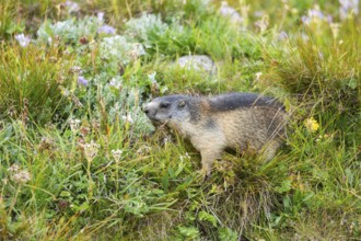 Alpine marmot (Marmota marmota) in autumn, Grossglockner, High Tauern National Park, Austria