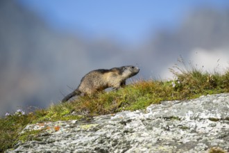Alpine marmot (Marmota marmota) youngster in autumn, Grossglockner, High Tauern National Park,