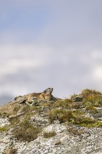 Alpine marmot (Marmota marmota) in autumn, Grossglockner, High Tauern National Park, Austria