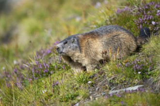 Alpine marmot (Marmota marmota) in autumn, Grossglockner, High Tauern National Park, Austria