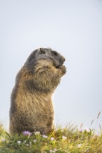 Alpine marmot (Marmota marmota) in autumn, Grossglockner, High Tauern National Park, Austria