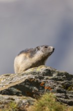 Alpine marmot (Marmota marmota) youngster in autumn, Grossglockner, High Tauern National Park,