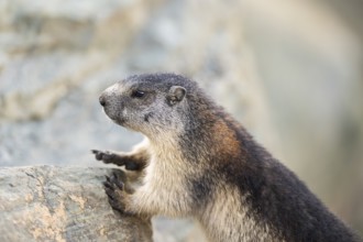 Alpine marmot (Marmota marmota) youngster in autumn, Grossglockner, High Tauern National Park,
