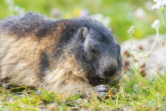 Alpine marmot (Marmota marmota) in autumn, Grossglockner, High Tauern National Park, Austria