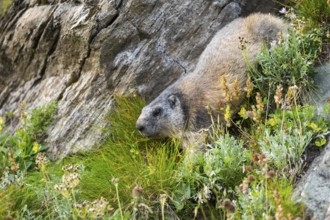 Alpine marmot (Marmota marmota) in autumn, Grossglockner, High Tauern National Park, Austria