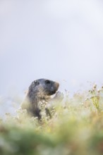 Alpine marmot (Marmota marmota) in autumn, Grossglockner, High Tauern National Park, Austria