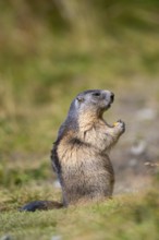 Alpine marmot (Marmota marmota) in autumn, Grossglockner, High Tauern National Park, Austria