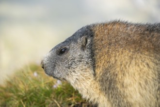 Alpine marmot (Marmota marmota) in autumn, Grossglockner, High Tauern National Park, Austria