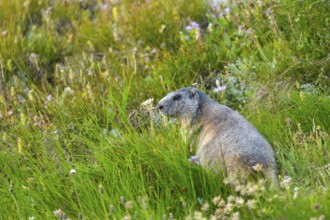 Alpine marmot (Marmota marmota) in autumn, Grossglockner, High Tauern National Park, Austria