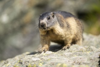Alpine marmot (Marmota marmota) youngster in autumn, Grossglockner, High Tauern National Park,