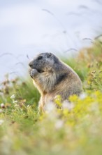Alpine marmot (Marmota marmota) in autumn, Grossglockner, High Tauern National Park, Austria