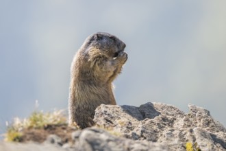 Alpine marmot (Marmota marmota) in autumn, Grossglockner, High Tauern National Park, Austria