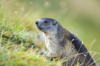 Alpine marmot (Marmota marmota) youngster in autumn, Grossglockner, High Tauern National Park,