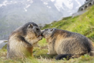 Alpine marmot (Marmota marmota) in autumn, kissing, Grossglockner, High Tauern National Park,