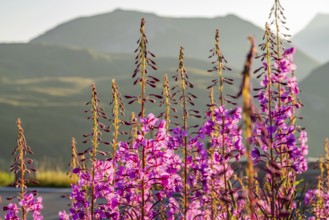 Fireweed (Chamaenerion angustifolium) blooming at sunrise in the Mountains at Hochalpenstraße, view