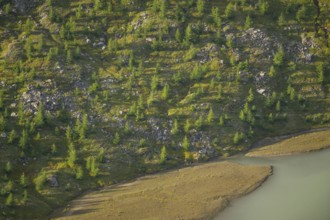 Close-up of trees growing next to Pasterze Hochalpengletscher, Hochalpenstraße, Pinzgau, Salzburg,