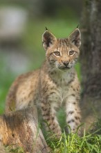 Eurasian lynx (Lynx lynx) youngster, portrait, Bavaria, Germany
