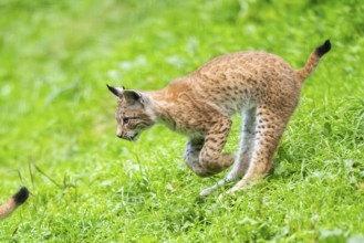 Eurasian lynx (Lynx lynx) youngster running on a meadow, Bavaria, Germany