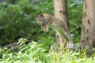 Eurasian lynx (Lynx lynx) youngster jumping in the air, hunting, Austria