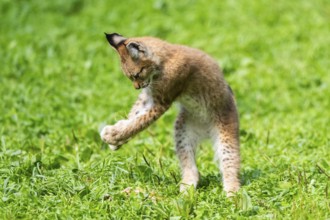 Eurasian lynx (Lynx lynx) youngster jumping in the air on a meadow, Bavaria, Germany