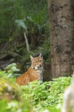 Eurasian lynx (Lynx lynx) in a forest, Austria
