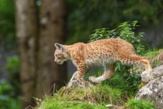 Eurasian lynx (Lynx lynx) youngster on a rock, Austria