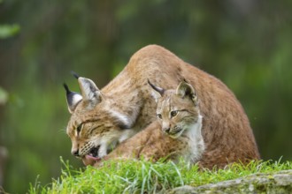 Eurasian lynx (Lynx lynx) mother with her youngster, Austria