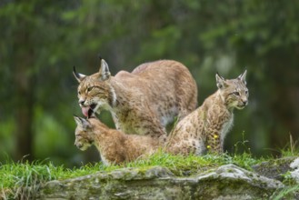 Eurasian lynx (Lynx lynx) mother with her youngsters, Austria
