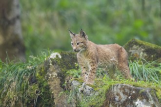 Eurasian lynx (Lynx lynx) youngster on a rock, Bavaria, Germany