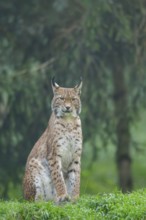 Eurasian lynx (Lynx lynx) on a meadow, Austria