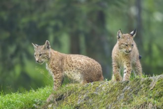 Eurasian lynx (Lynx lynx) youngsters on a rock, Bavaria, Germany