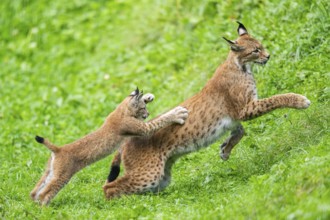 Eurasian lynx (Lynx lynx) youngster on a meadow, Bavaria, Germany