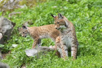 Eurasian lynx (Lynx lynx) mother with her youngster, Austria