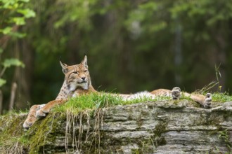Eurasian lynx (Lynx lynx) on a rock, Austria