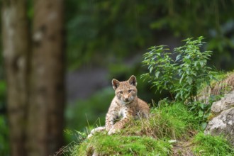 Eurasian lynx (Lynx lynx) youngster on a rock, Austria
