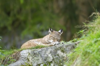 Eurasian lynx (Lynx lynx) youngster on a rock, Bavaria, Germany
