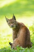 Eurasian lynx (Lynx lynx) on a meadow, Austria