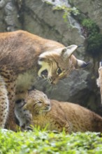 Eurasian lynx (Lynx lynx) mother with her youngster, Austria
